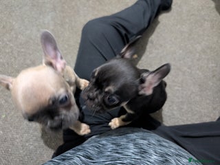 French Bulldog dogs French dog for sale - Advert 10