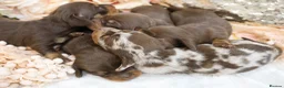 Miniature Dachshund dogs for sale: KC Miniature Dachshund Puppies - Advert 9