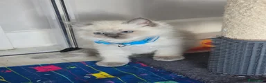 Ragdoll light blue