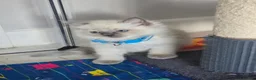 Ragdoll cats for sale: Pure blue point ragdoll kittens for sale - Advert 4