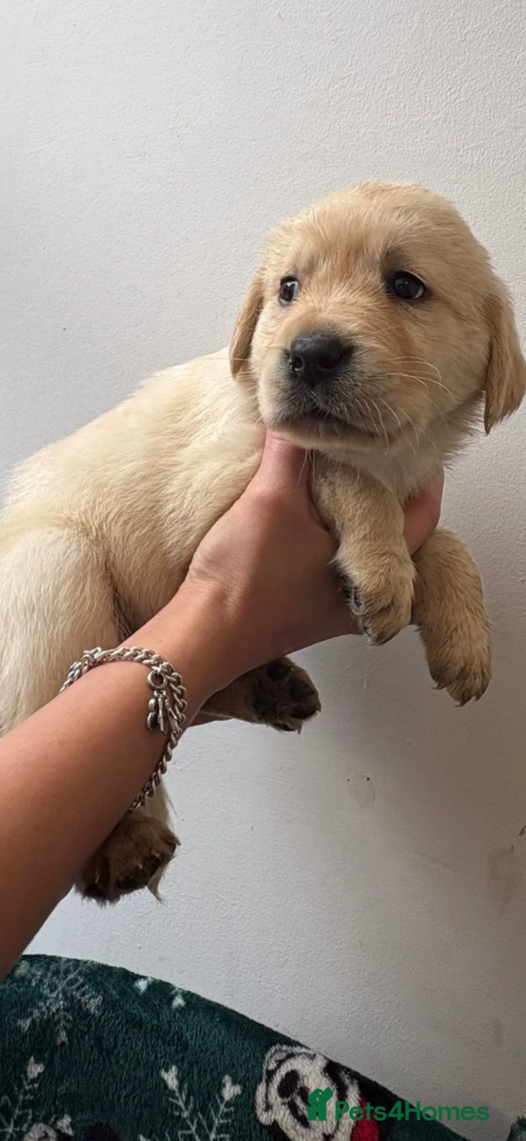 Labrador Retriever dogs for sale: Labrador pups - Advert 15