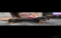 Dachshund dogs for sale: Beautiful puppies - Image 17
