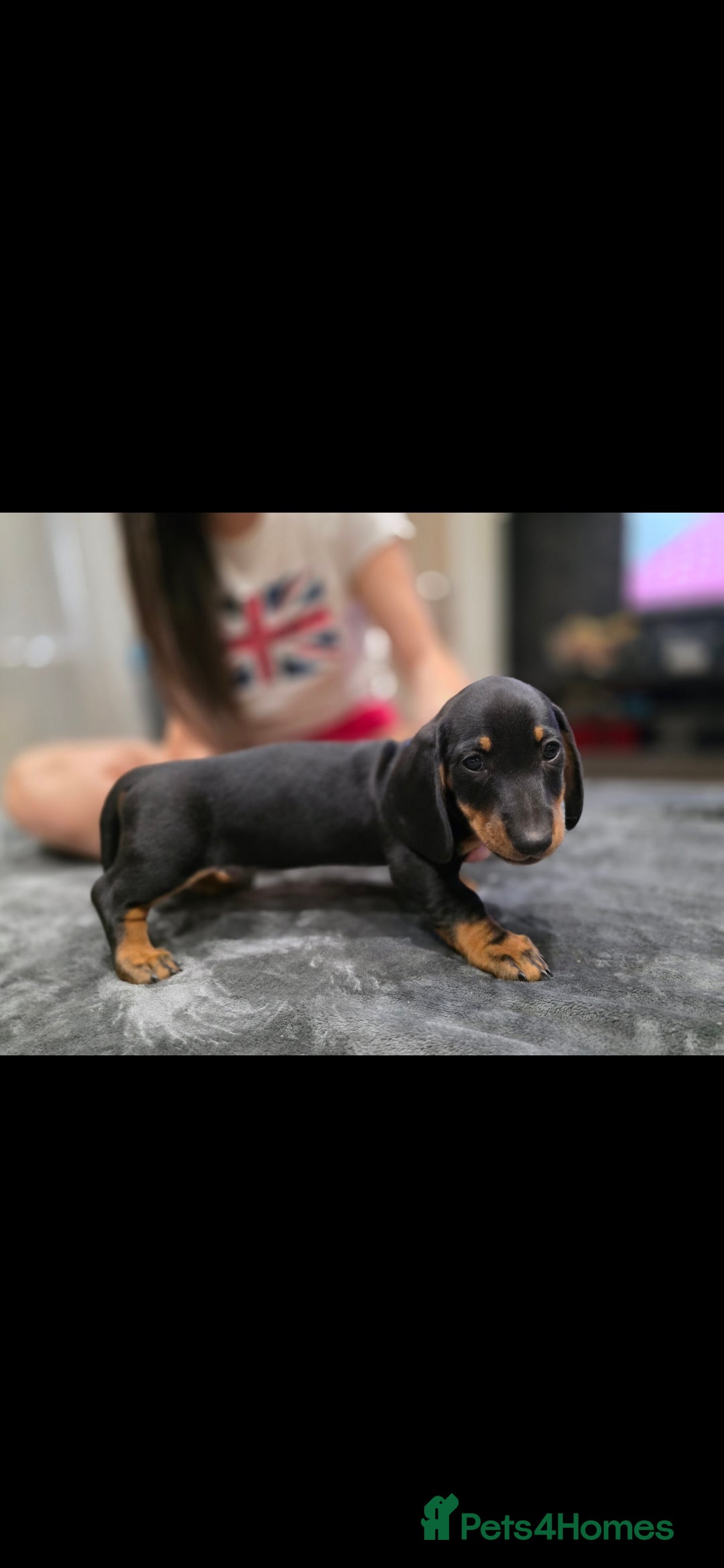 Dachshund dogs for sale: Beautiful puppies - Image 17