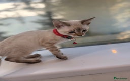 Bengal cats for sale: Snow Lynx Bengal Kittens - Image 15