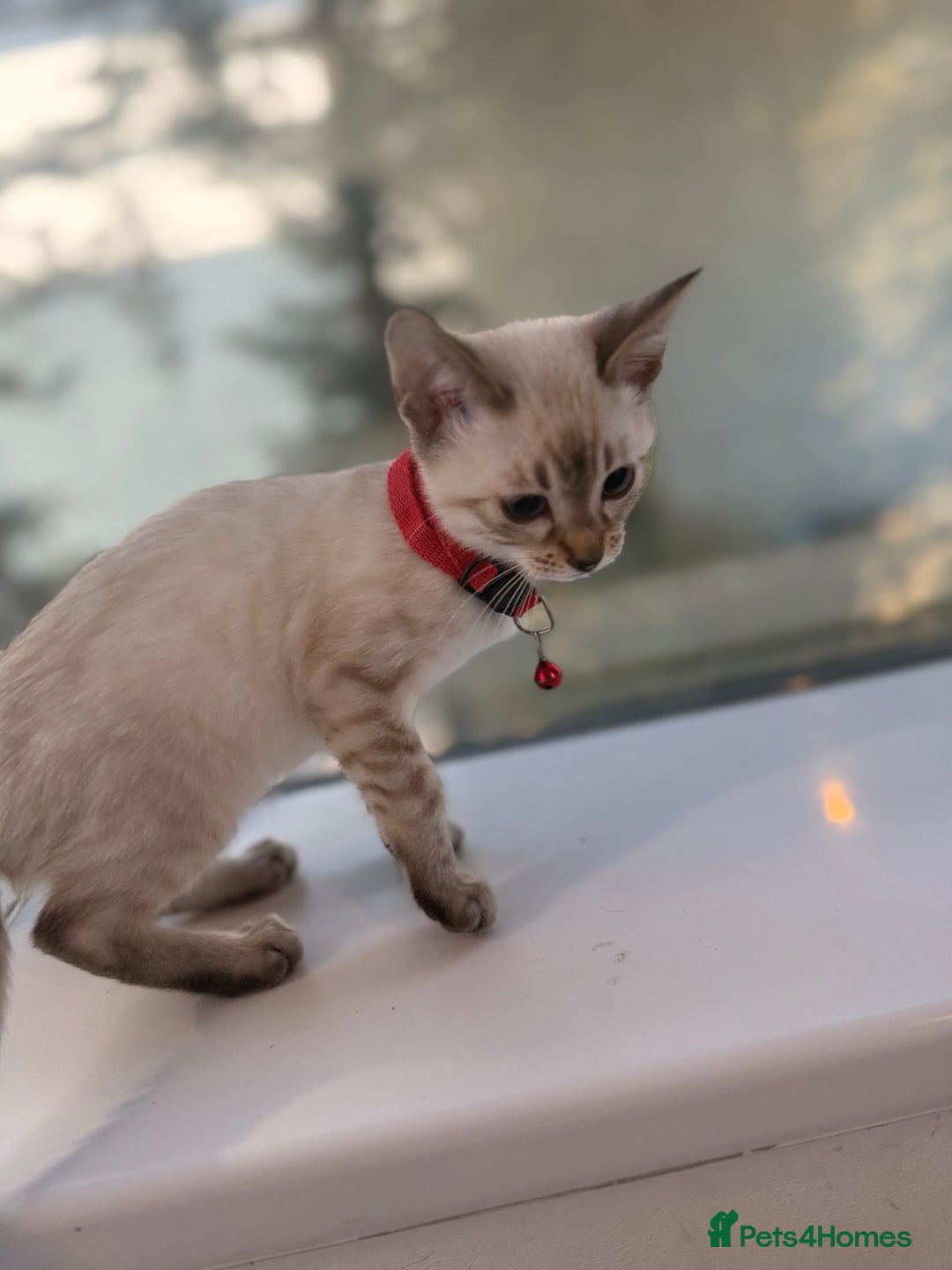 Bengal cats for sale: Snow Lynx Bengal Kittens - Image 15