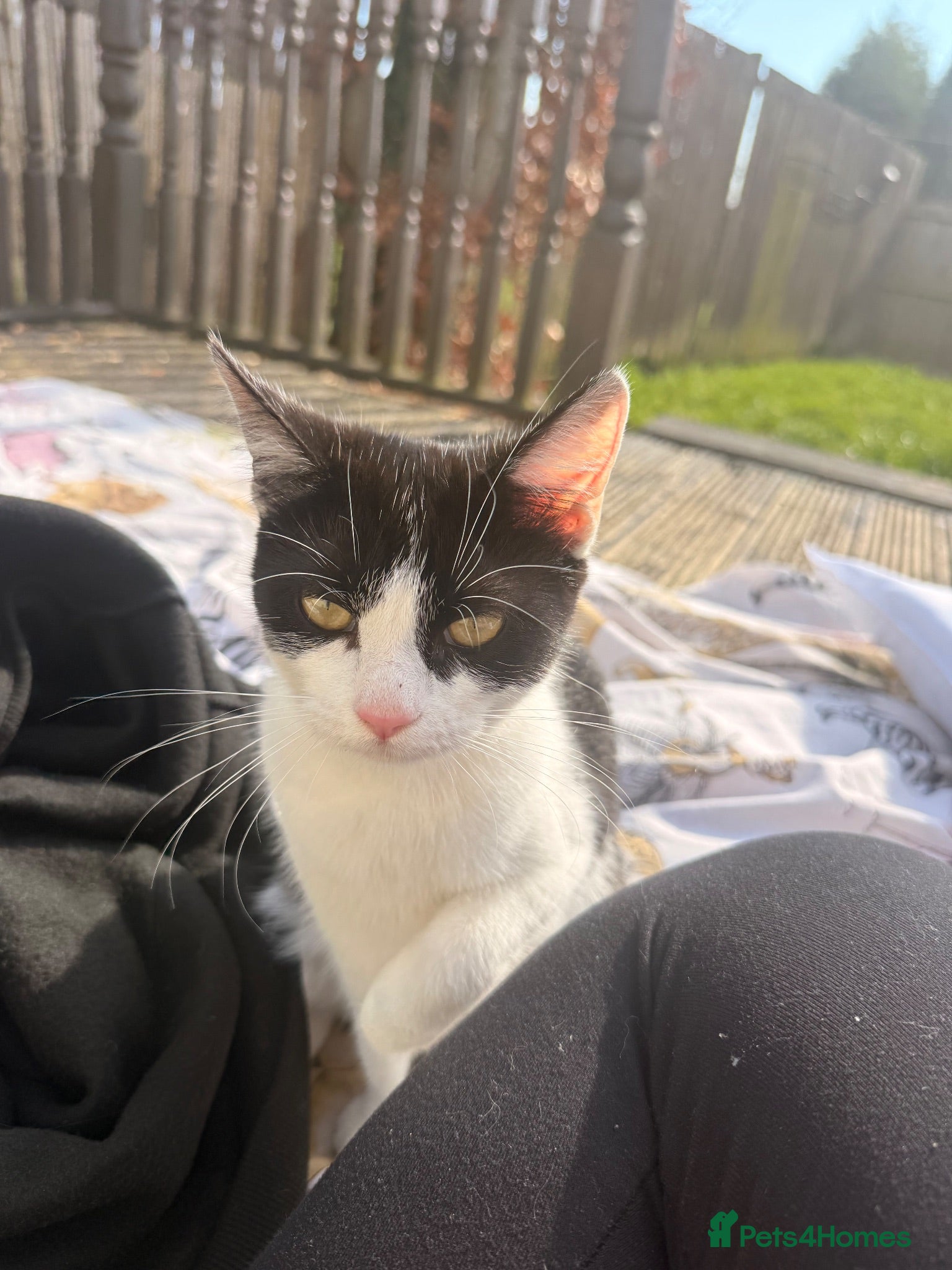 Mixed Breed cats 4 kittens for sale 1 boy 3 girls - Advert 4