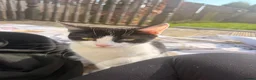 Mixed Breed cats for sale: 4 kittens for sale 1 boy 3 girls in Stoke-on-Trent - Advert 1