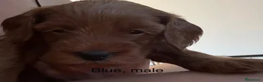 Cockapoo 2 blue