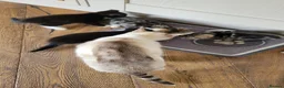 Mixed Breed cats for sale: 4 Adorable kittens looking for beautiful homes  - Advert 8