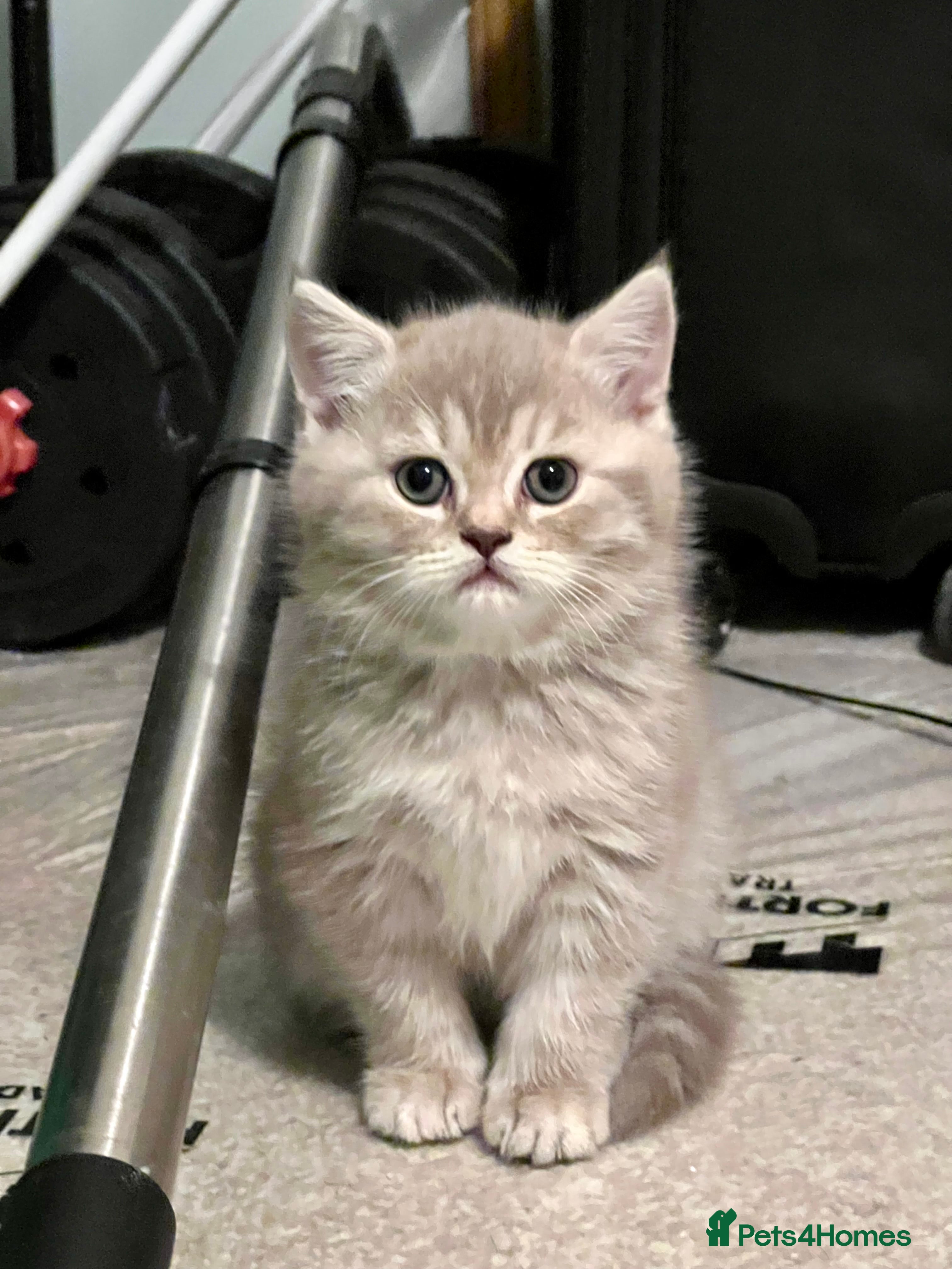 British Longhair cats British Kittens - Raised in a Loving Family Home - Advert 6
