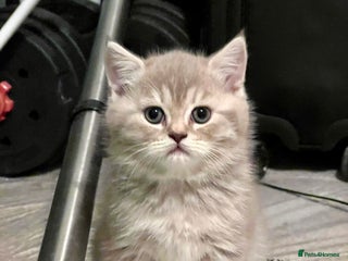 British Longhair cats British Kittens - Raised in a Loving Family Home - Advert 3