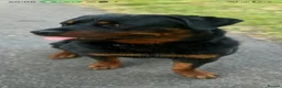 Rottweiler dogs for stud: Rottweiler Stud - Advert 2