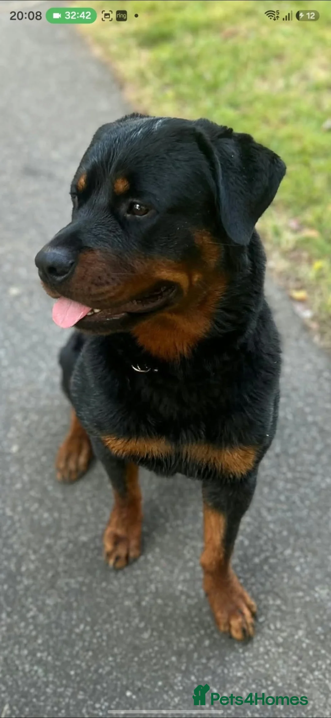Rottweiler dogs for stud: Rottweiler Stud - Advert 2