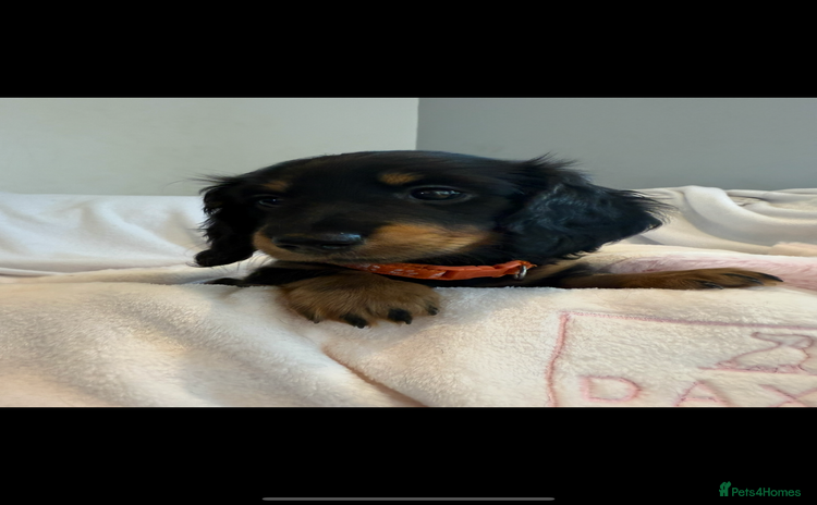 Miniature Dachshund dogs - Advert 9