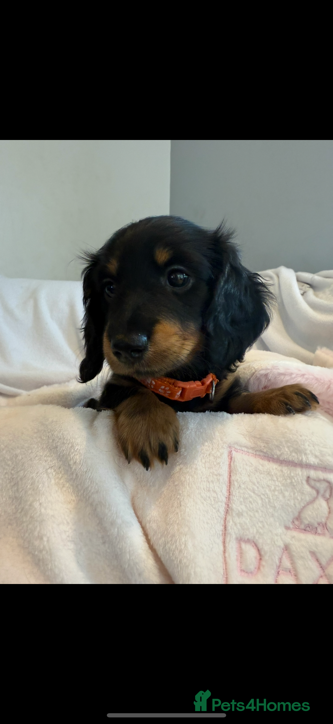 Miniature Dachshund dogs for sale: Pedigree Miniature Dachshund - Image 7