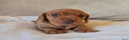 Miniature Dachshund dogs for sale: 💙Beautiful Miniature Dachund Puppies💙 - Advert 11