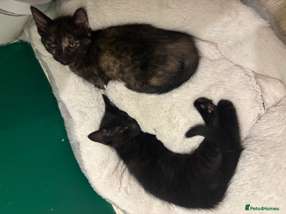 Mixed Breed cats for sale: Kittens ready for loving home  - Image 5