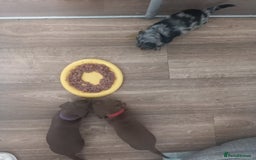 Miniature Dachshund dogs for sale: Miniature dachshund  - Image 1
