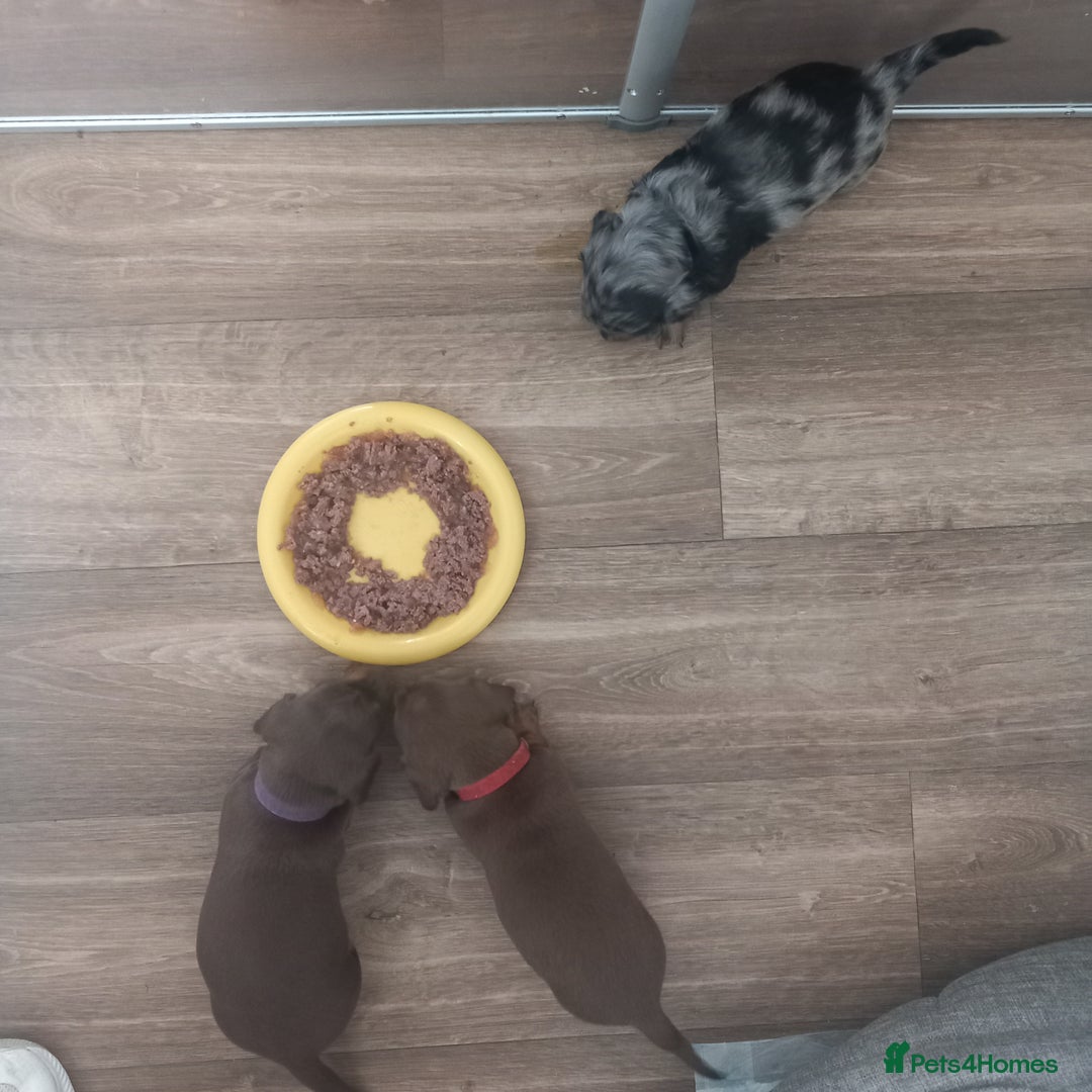 Miniature Dachshund dogs for sale: Miniature dachshund  - Image 1