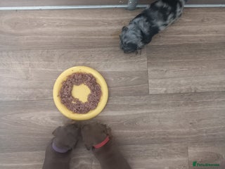 Miniature Dachshund dogs - Advert 21