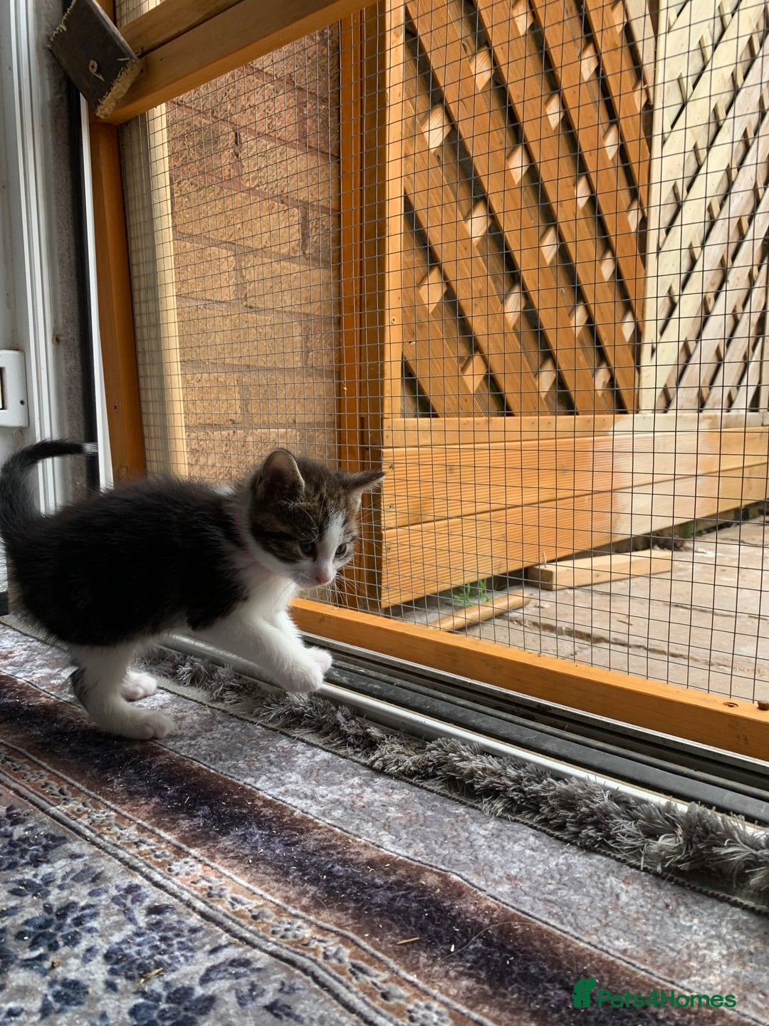 British Shorthair cats for sale: Gorgeous Kittens  - Image 28