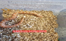 Snake reptiles for sale: Western Hognose Snakes  - Image 2
