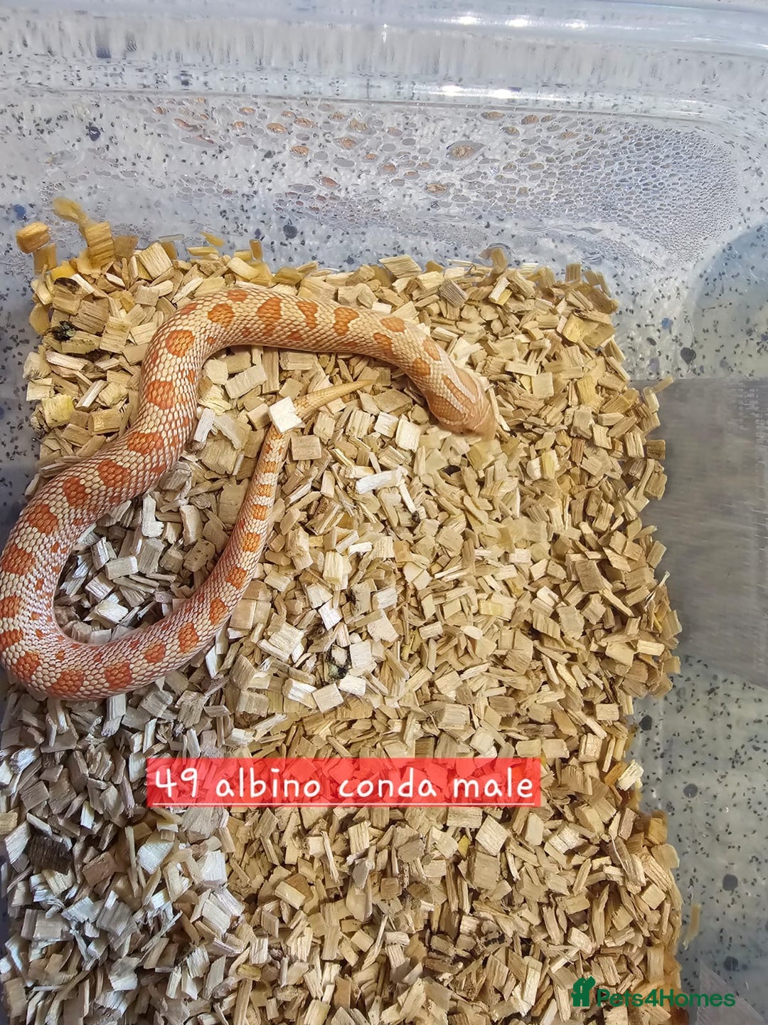 Snake reptiles for sale: Western Hognose Snakes  - Image 2