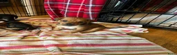 Jack Russell dogs for sale: For sale  - Advert 4