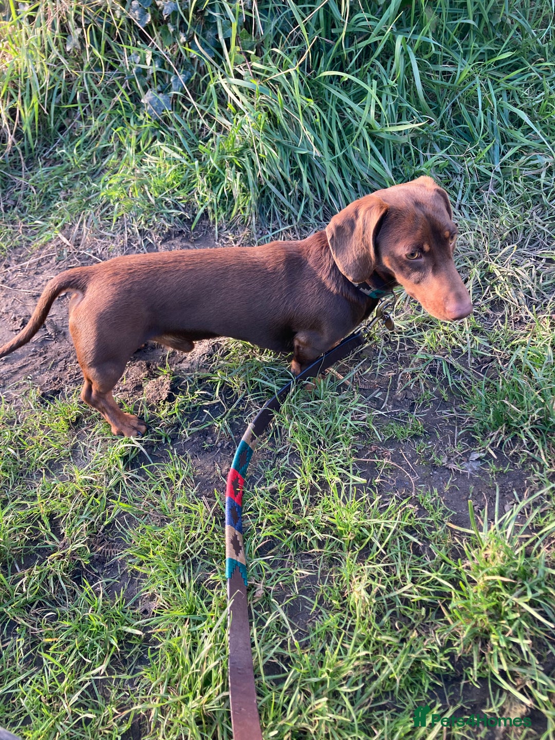 Miniature Dachshund dogs for stud: Miniature smooth haired dachshund - Advert 5