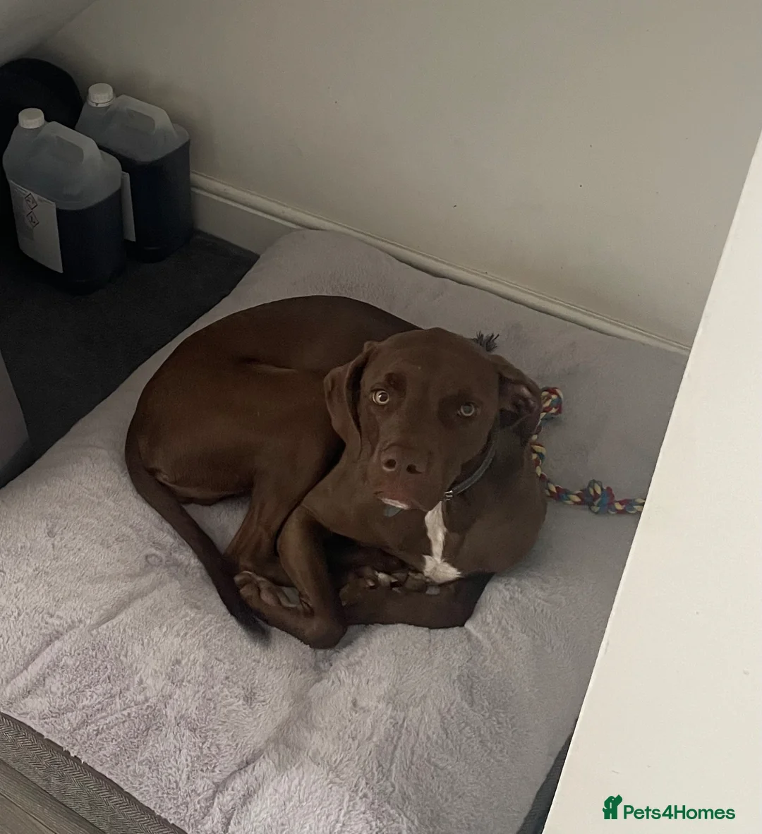 Mixed Breed dogs for sale: Loving Home Needed for Chase 🐶 - Advert 2