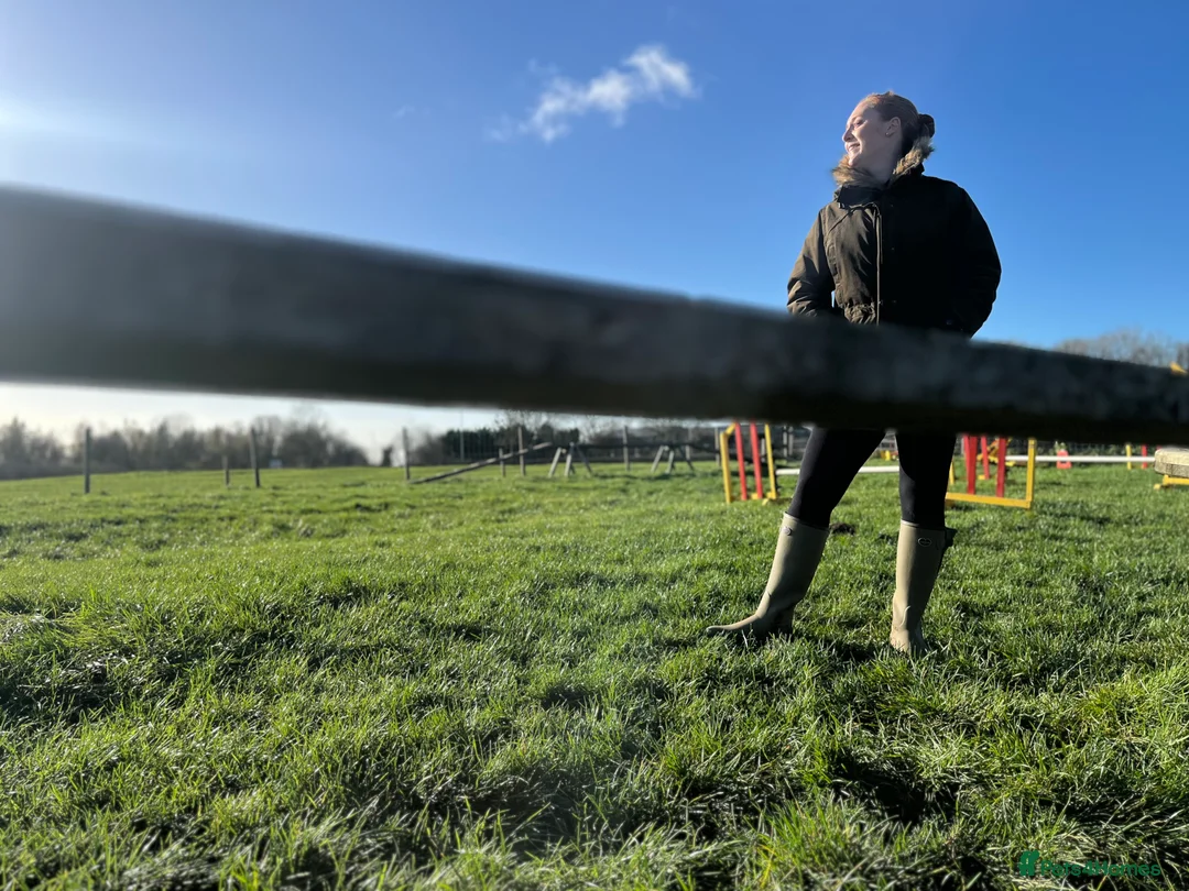 Golden Retriever dogs for stud: Frank is ready to be a Stud dog - Advert 3