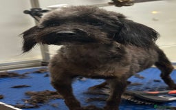 Chipoo dogs for sale: Beautiful F1b chipoos  - Image 7