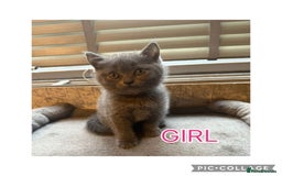 British Shorthair cats for sale: British short hair kittens  - Image 4