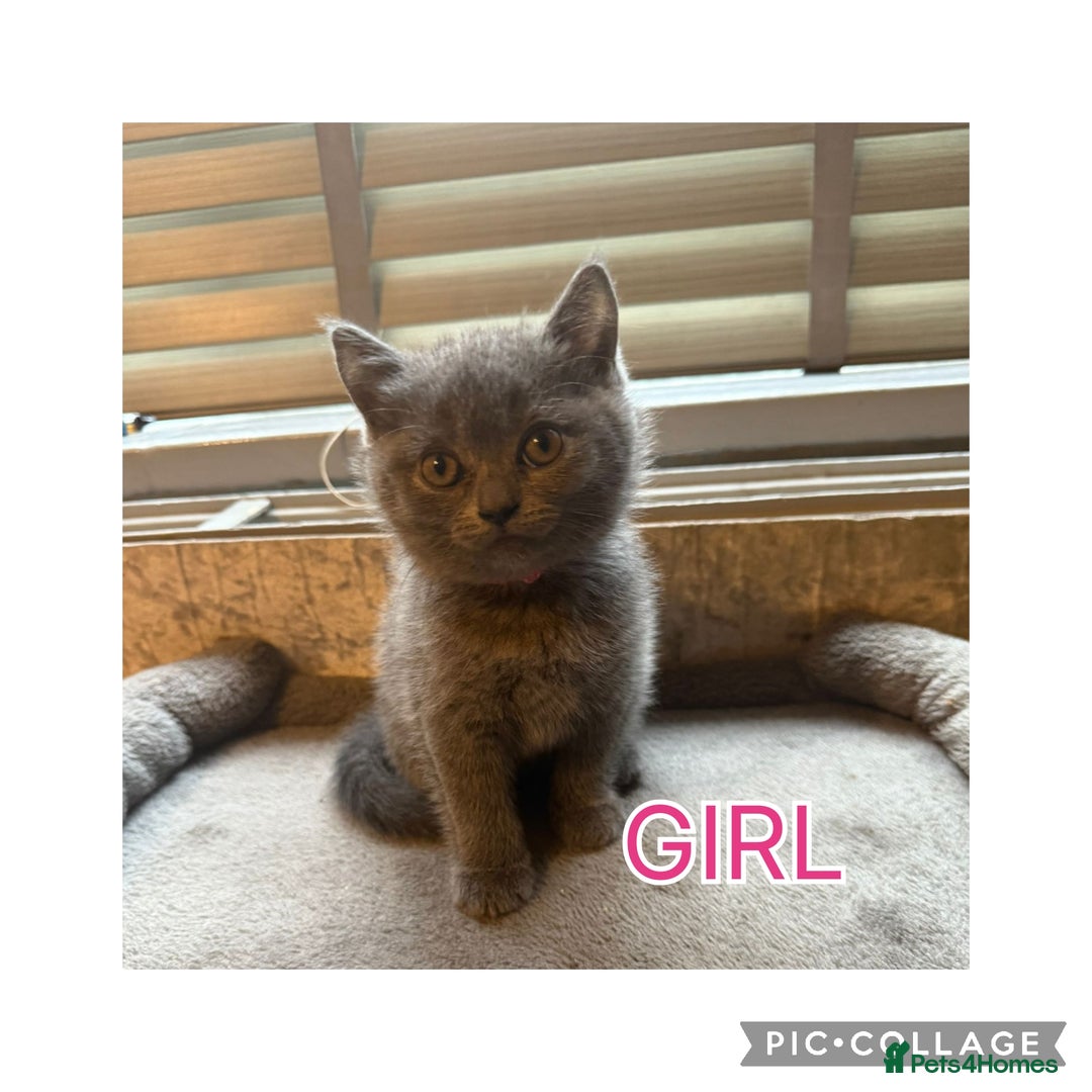British Shorthair cats for sale: British short hair kittens  - Image 4