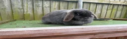 Mini Lop rabbits for sale: stunning  blue mini lop doe - Advert 8