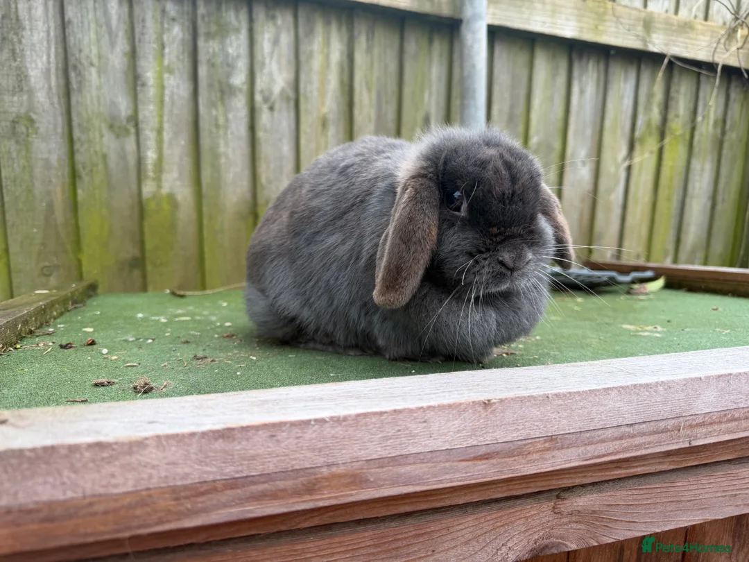 Mini Lop rabbits for sale: stunning  blue mini lop doe - Advert 8