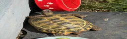 Hermann Tortoise reptiles for sale: 2 Hermann tortoises - Advert 3
