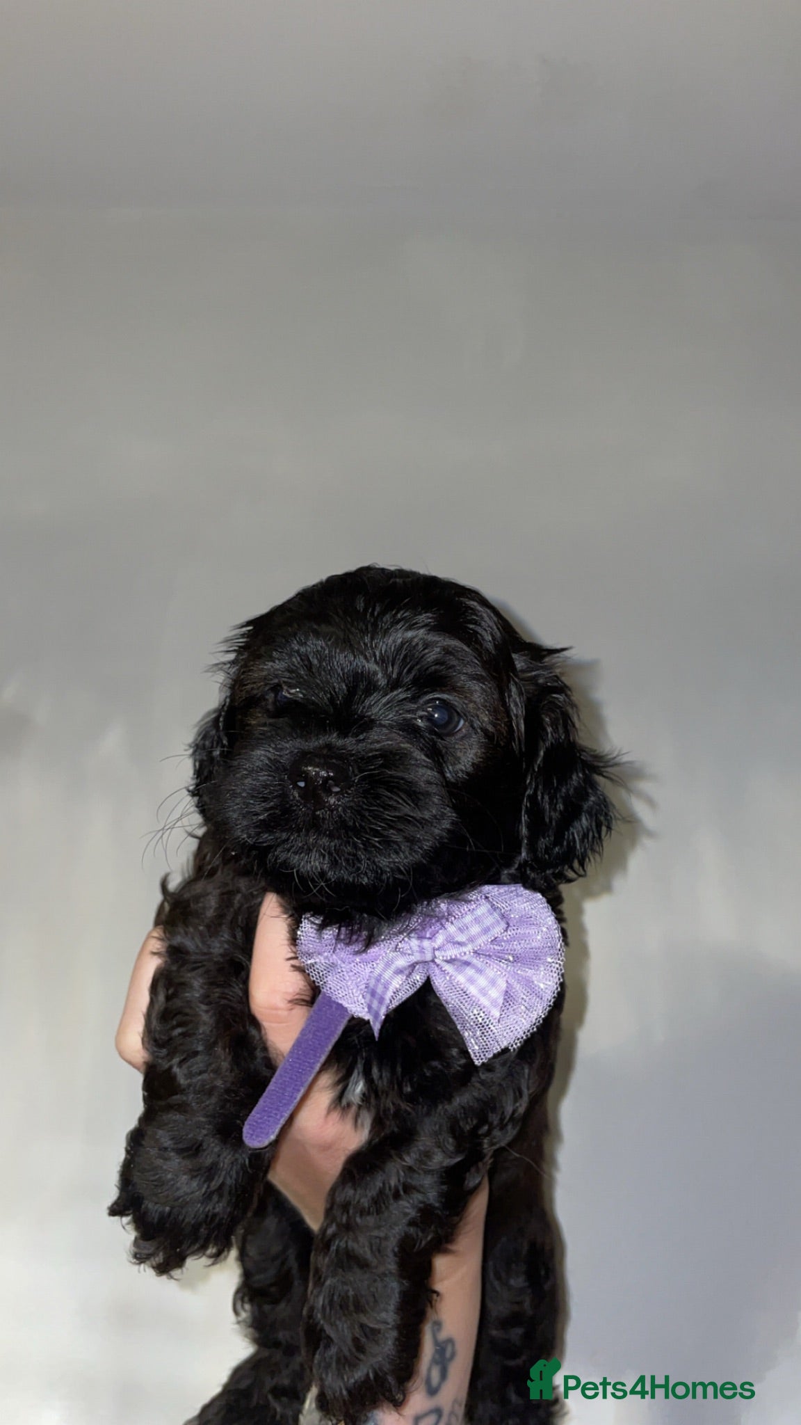 Lhasapoo dogs Lhasapoo Puppies  - Advert 1