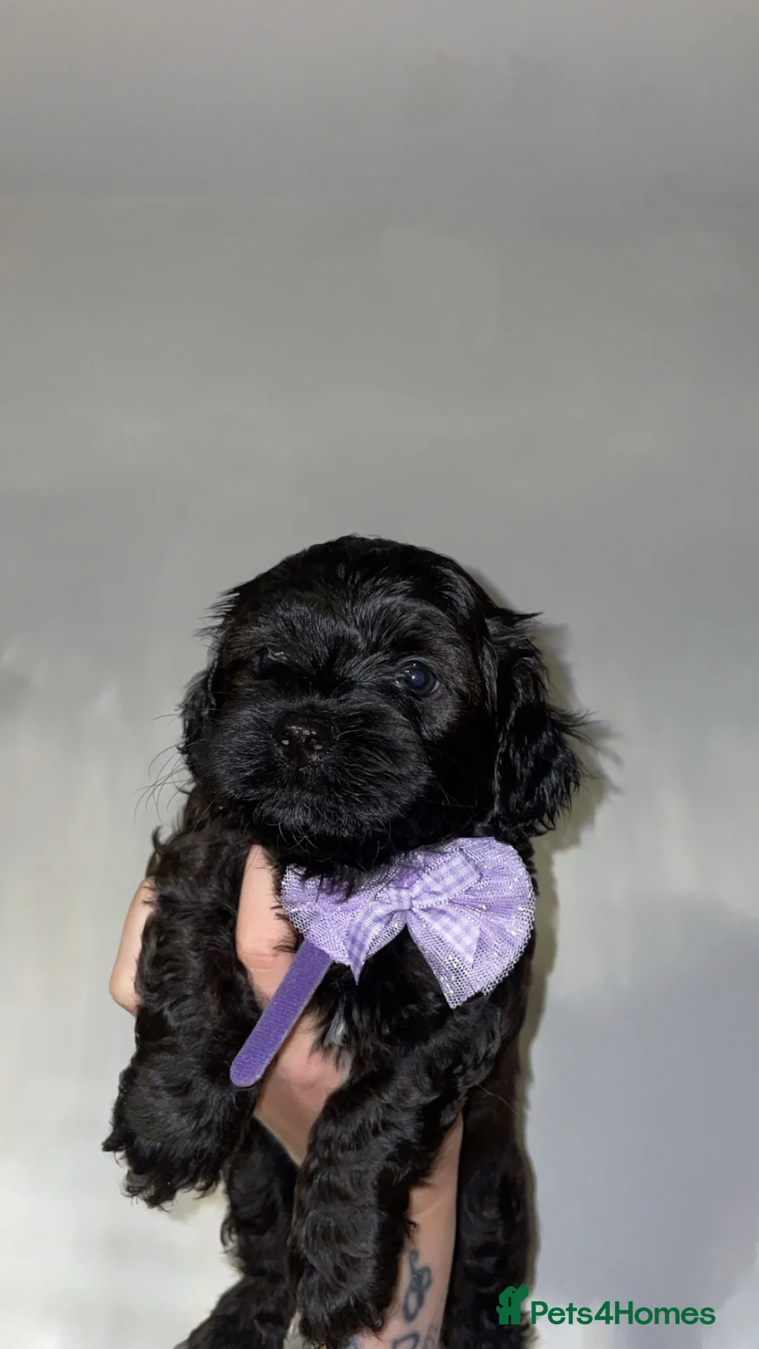Lhasapoo dogs for sale: Lhasapoo Puppies  in Falkirk - Advert 1