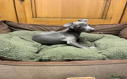 Italian Greyhound dogs for sale: Italian greyhound puppies  - Image 2