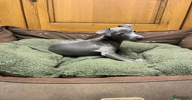 Italian Greyhound dogs - Advert 4