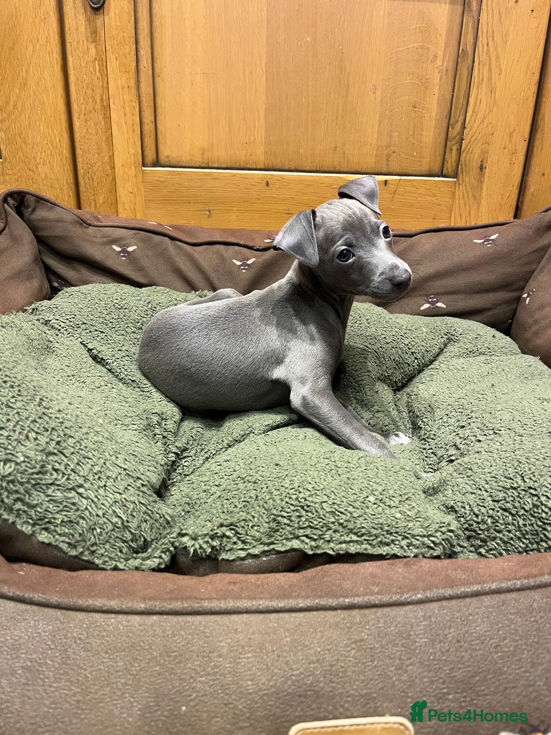 Italian Greyhound dogs for sale: Italian greyhound puppies  - Image 2
