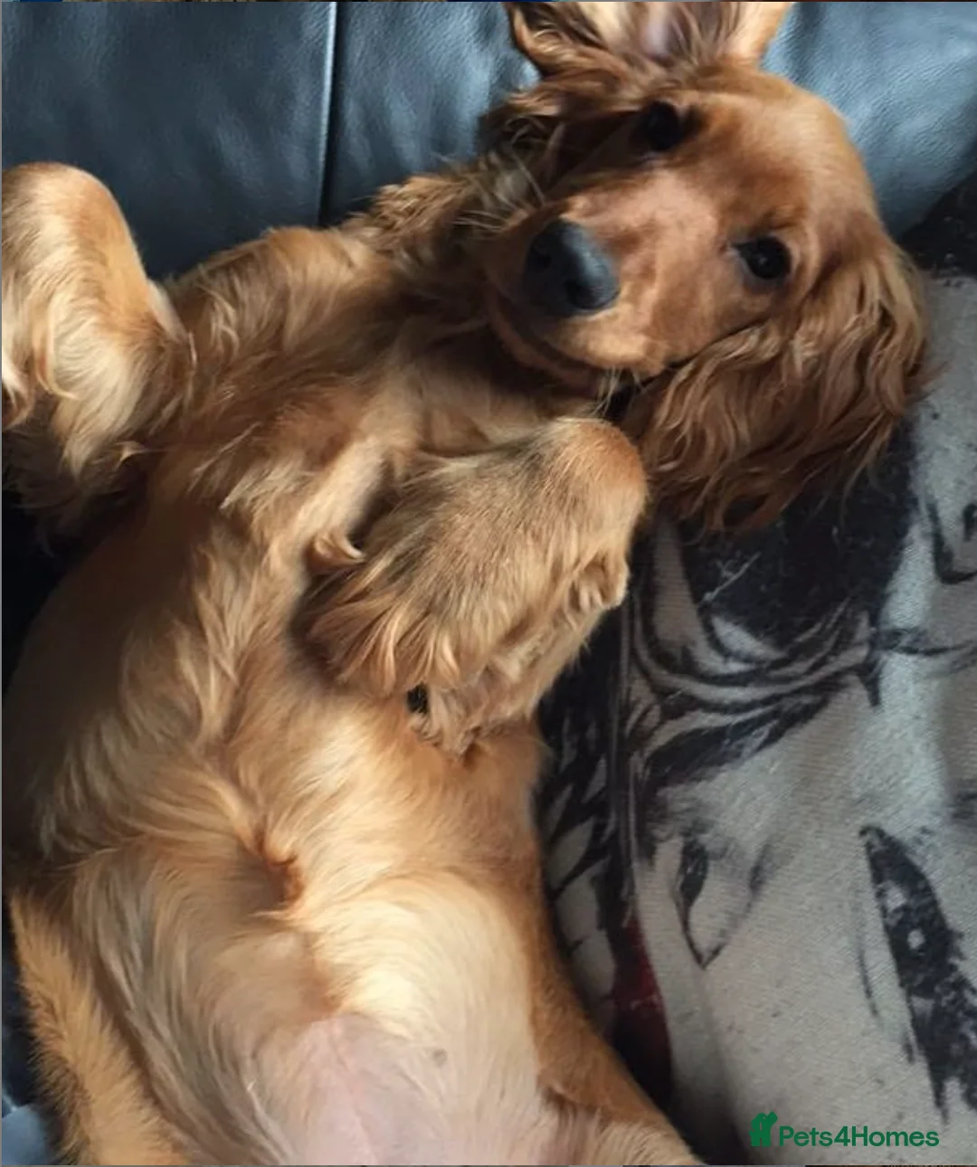 Cockapoo dogs for sale: Stunning F1 Cockapoo Puppies - Advert 4