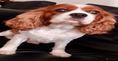 Cavalier King Charles Spaniel dogs - Advert 11