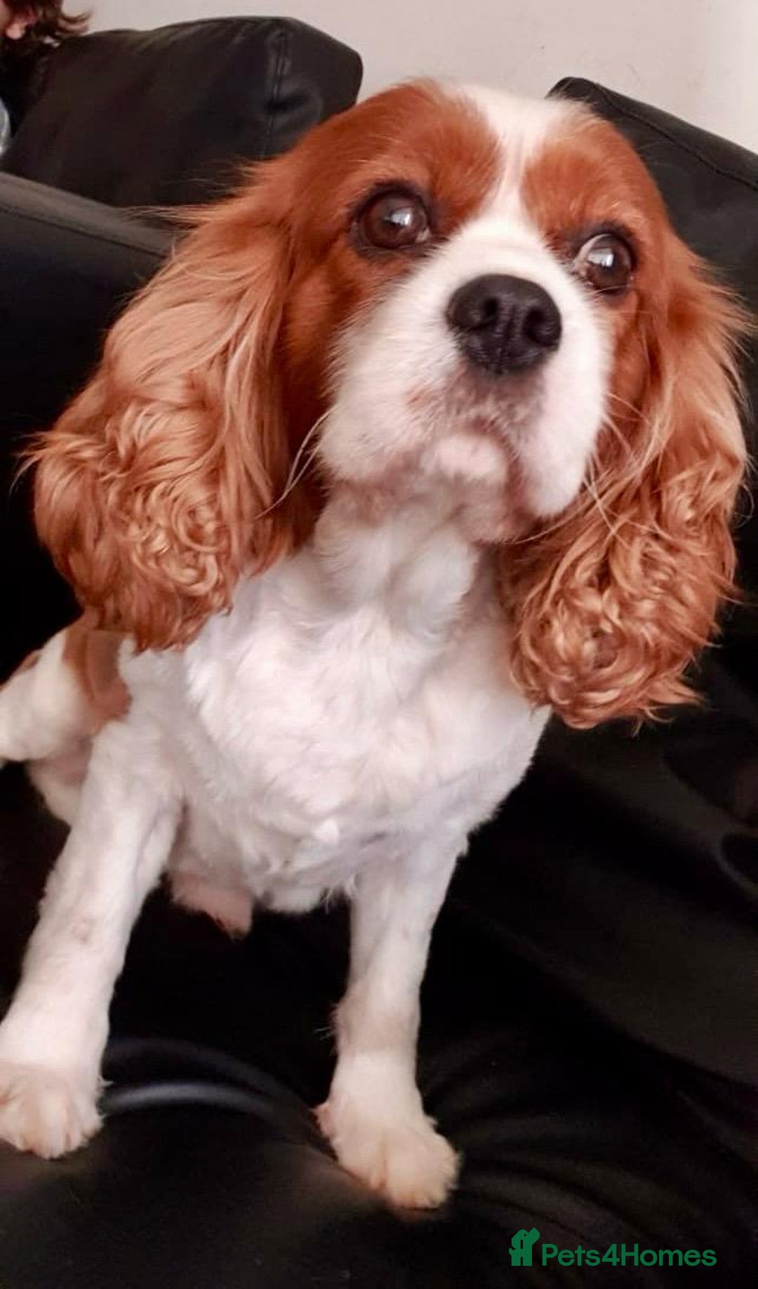 Cavalier King Charles Spaniel dogs for sale: Tiny Cavalier boy  - Image 3