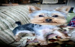 Yorkshire Terrier dogs for sale: Yorkie puppies  - Image 2