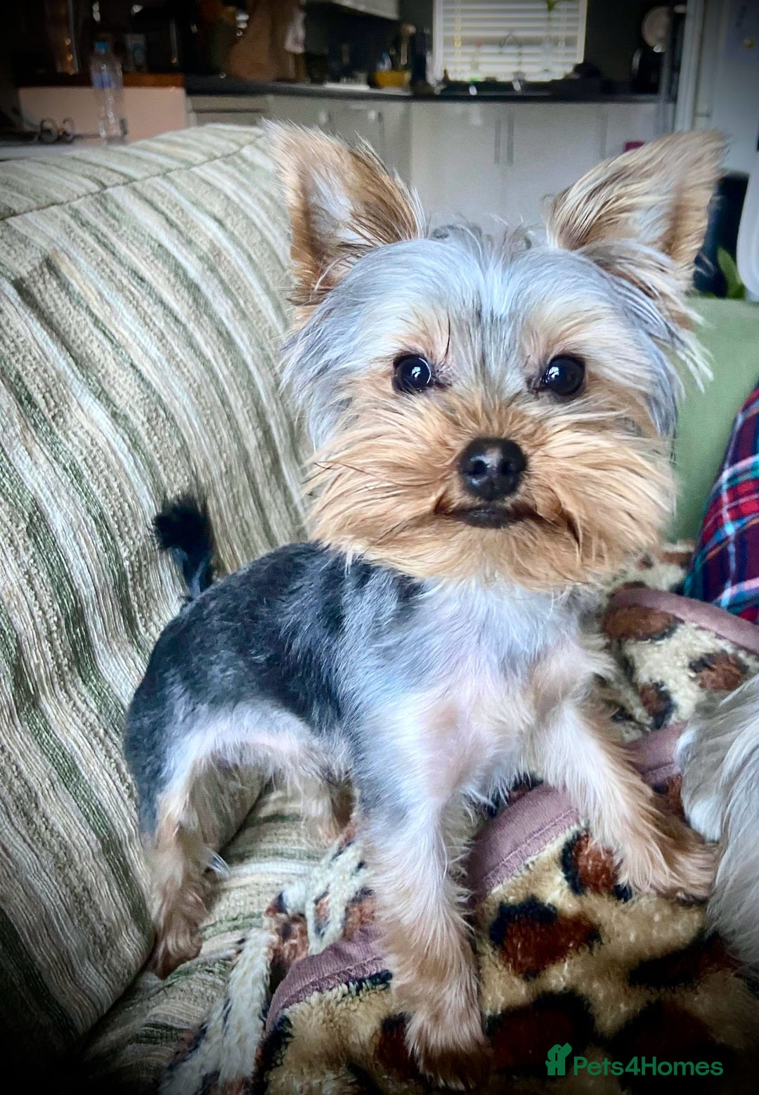 Yorkshire Terrier dogs for sale: Yorkie puppies  - Image 2