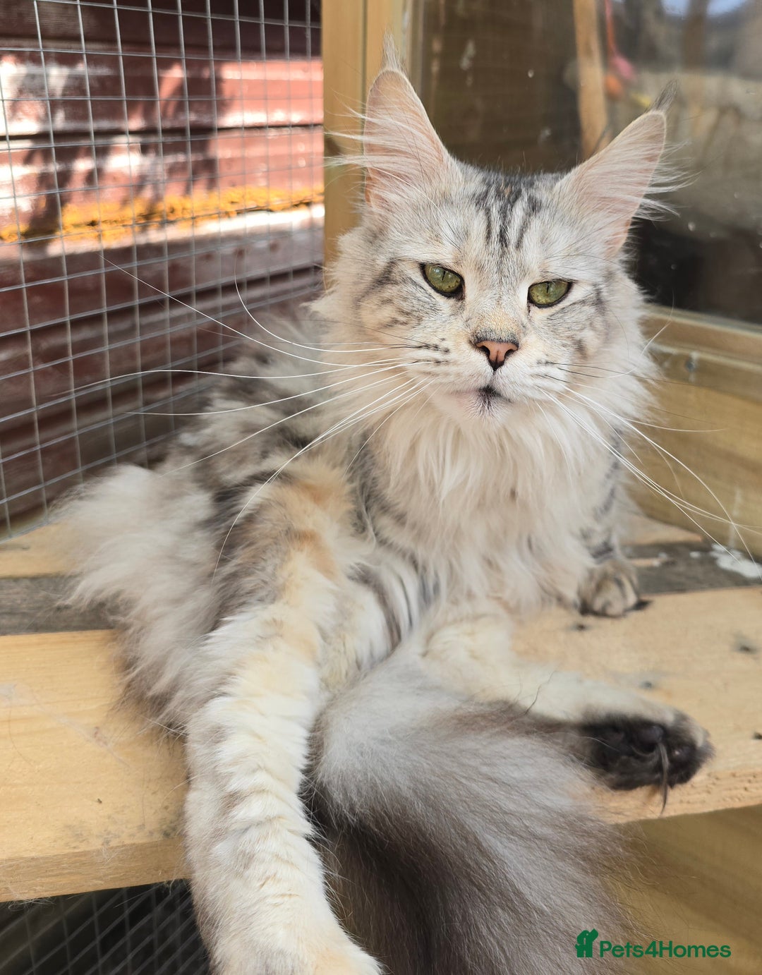 Maine Coon cats for sale: Maine Coon Black Silver Russian Lines - Image 11