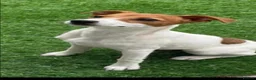 Jack Russell dogs for sale: stunning Jackrussel puppies - Advert 4