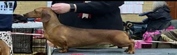 Dachshund dogs for sale: Outstanding champion bred standard smooth pups  - Advert 17